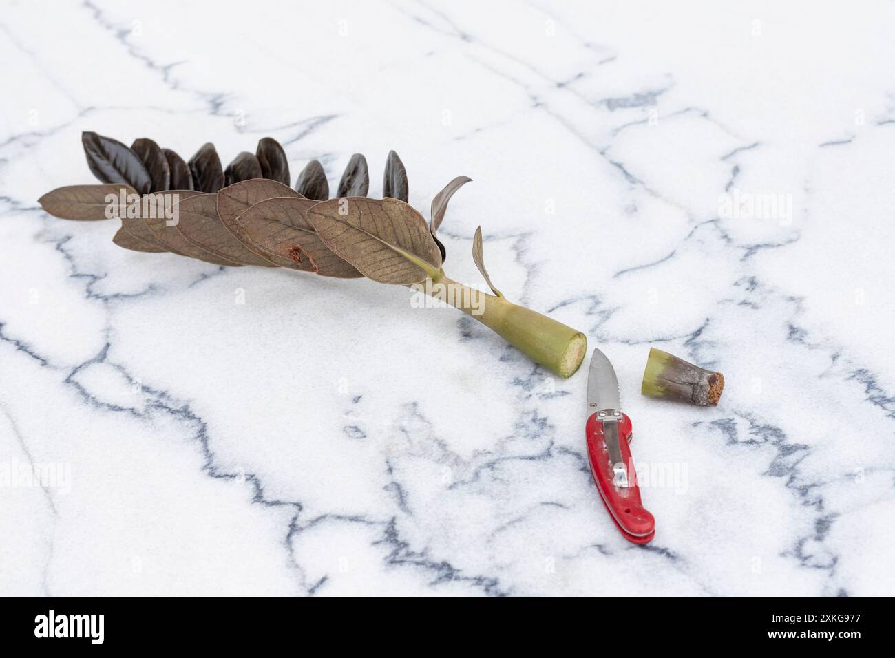 Rimosso una parte marcio da uno stelo ZZ per propagarsi e far crescere una nuova pianta dal suo stelo. Foto Stock