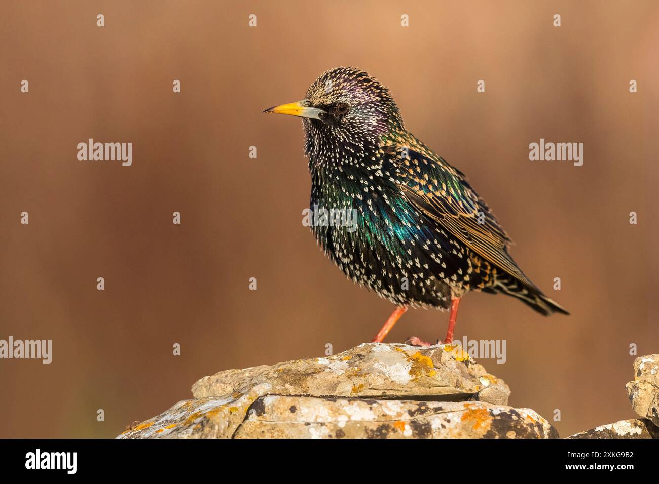 starling comune, starling europeo, starling (Sturnus vulgaris), arroccato su una roccia leccata, vista laterale, Italia, Toscana Foto Stock