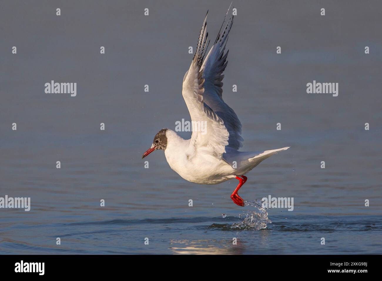 Gabbiano con testa nera (Larus ridibundus, Chroicocephalus ridibundus), a partire dall'acqua, vista laterale, Italia Foto Stock