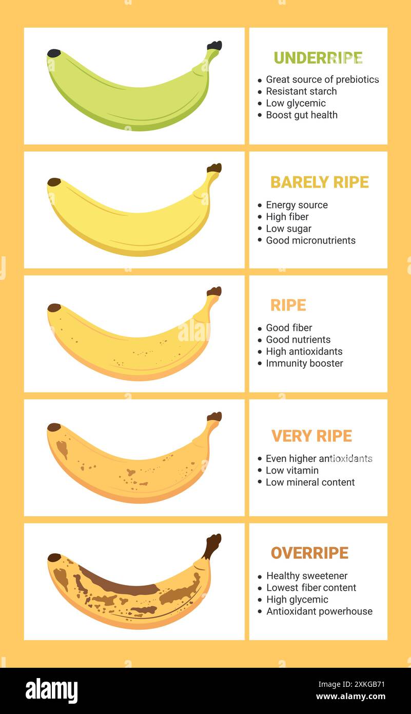 Tabella di maturazione delle banane. Fasi di maturazione della banana con infografica. Dalla banana verde undermature alla banana overmature con macchie marroni. Illus vettoriale Illustrazione Vettoriale