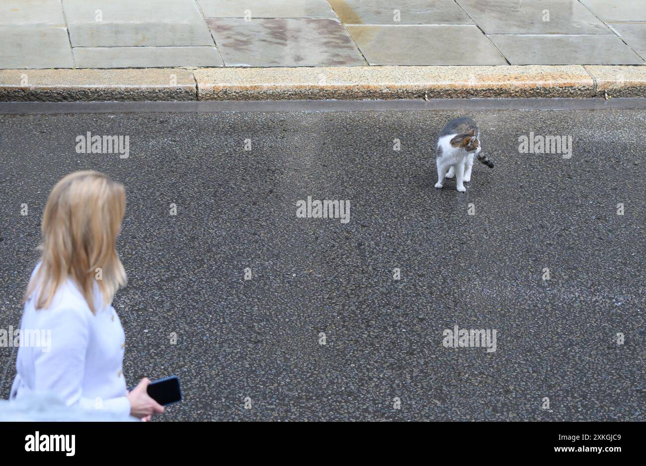 Larry the Cat - Chief Mouser all'Ufficio del Gabinetto dal 2011 - in Downing Street con Laura Kuennsberg della BBC nel primo giorno di Kier Starmer come prime min Foto Stock