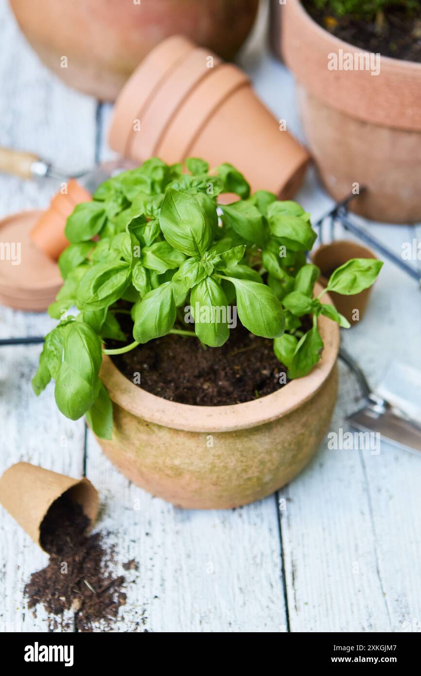 Una pianta di basilico fresco in una pentola di terracotta circondata da attrezzi da giardinaggio e terreno sparso su una superficie di legno. Foto Stock