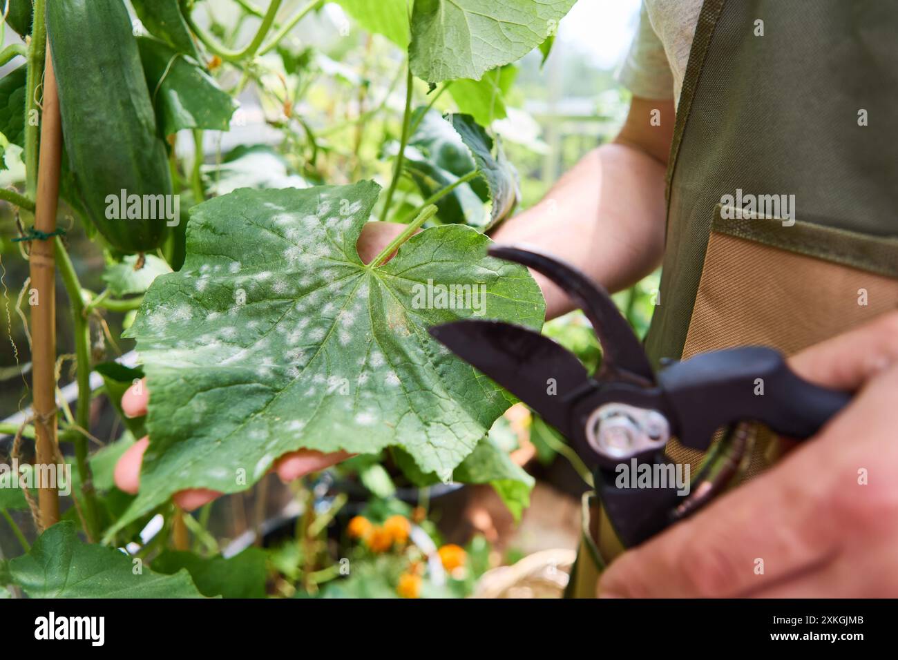 Primo piano di un giardiniere che esamina una foglia di cetriolo alla ricerca di segni di malattia, tenendo cesoie da giardino in una serra. Foto Stock