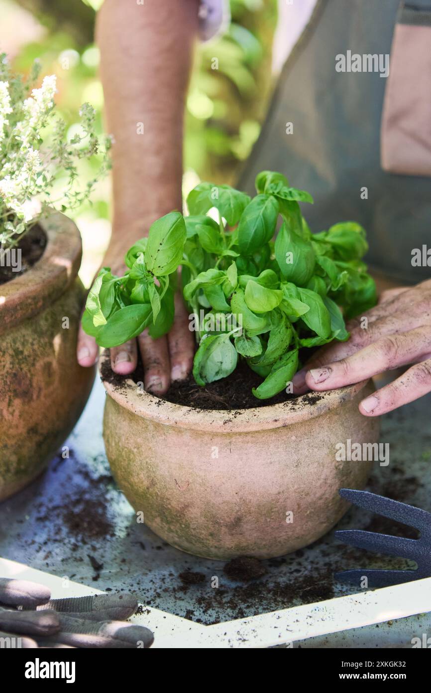 Primo piano di una persona che sta piantando basilico in una pentola di argilla con erbe intorno. Giardinaggio e coltivazione di piante all'aperto. Foto Stock