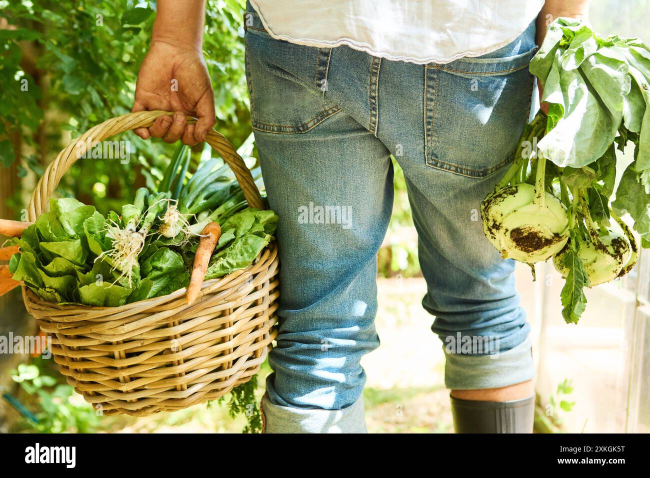 Giardiniere in jeans con un cesto di verdure a foglia fresca e carote appena raccolte insieme al kohlrabi in un giardino. Foto Stock