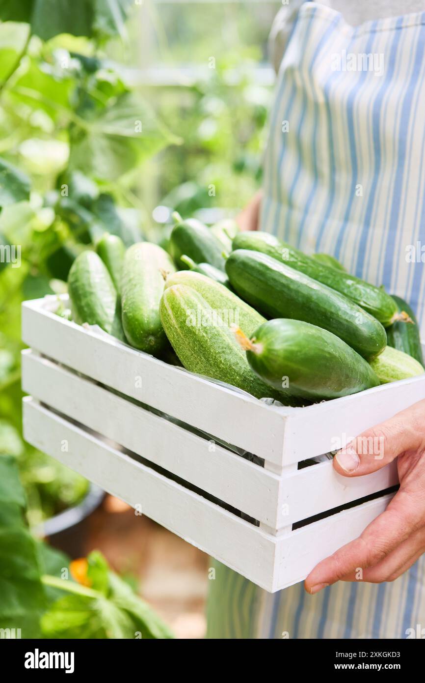 Un giardiniere che tiene una cassa bianca ripiena di cetrioli appena raccolti in un lussureggiante giardino verde. Concetto di produzione biologica e casalinga. Foto Stock