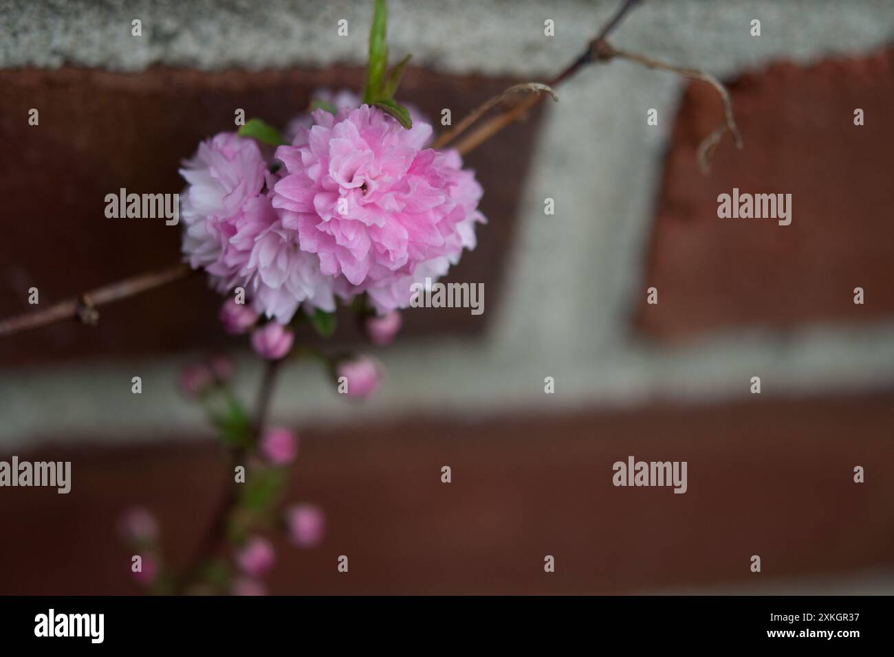 Fioritura di Almond Bush che cresce lungo il muro di mattoni di una casa Foto Stock