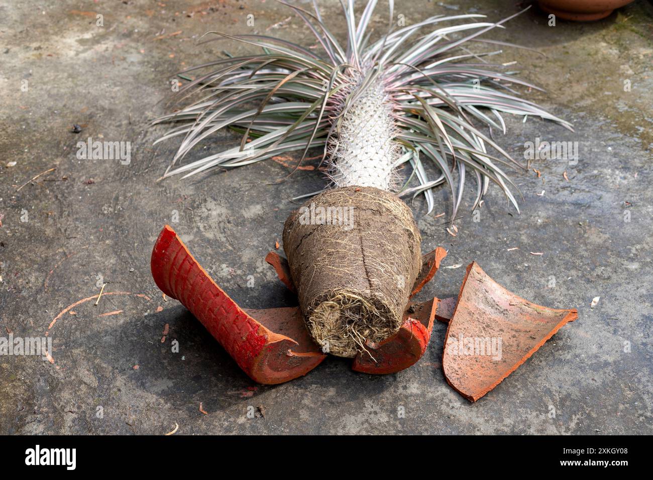 Vaso di fiori rotto con la palma del madagascar dentro. Impianto domestico danneggiato. Foto Stock