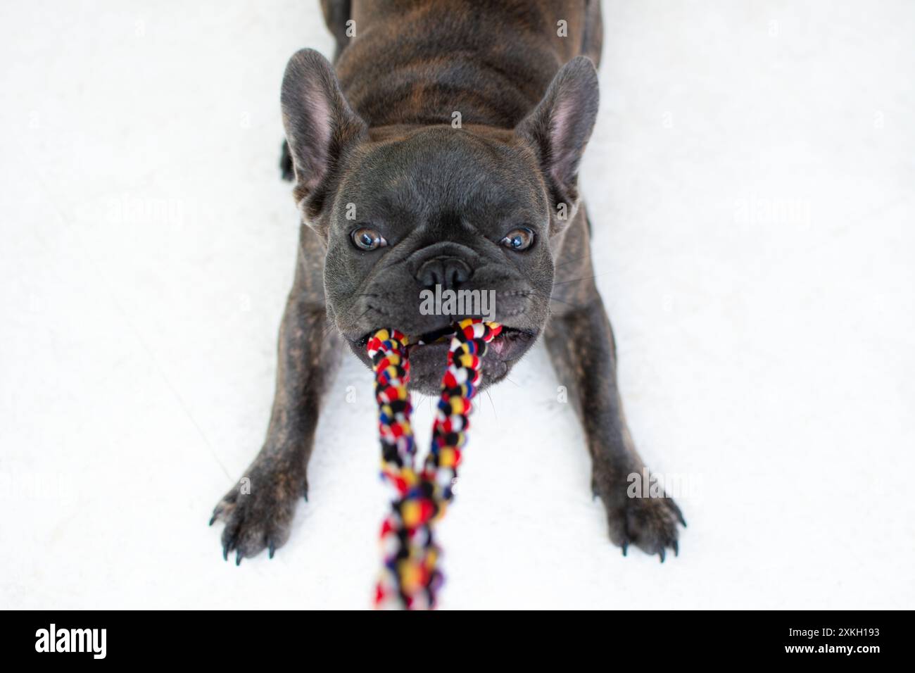 Franch bulldog che gioca con una corda.tira una corda e gioca a tiro di guerra con il suo padrone. Il cane gioca a tiro di guerra con una corda. Cane giocoso con giocattolo. Rimorchiatore di Foto Stock