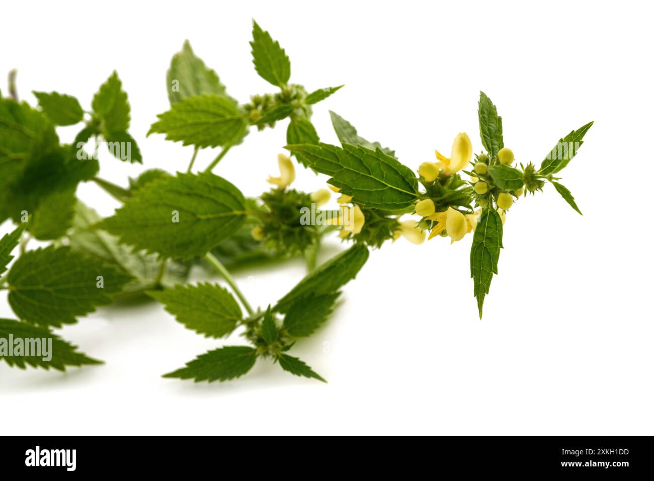 Arcangelo giallo isolato su sfondo bianco. Foto Stock