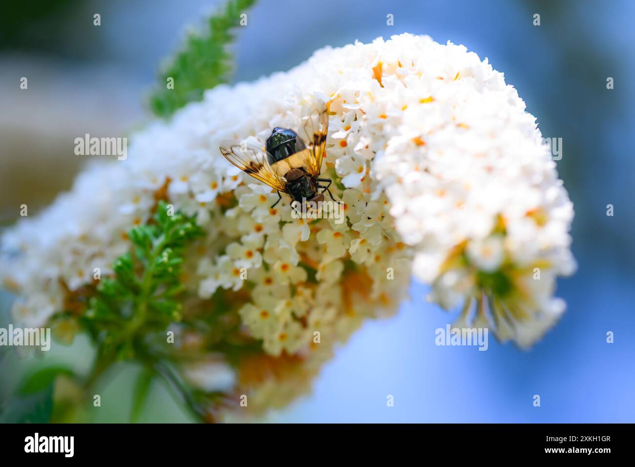 Mosca Pellucida, Volucella pellucina macro shot Foto Stock