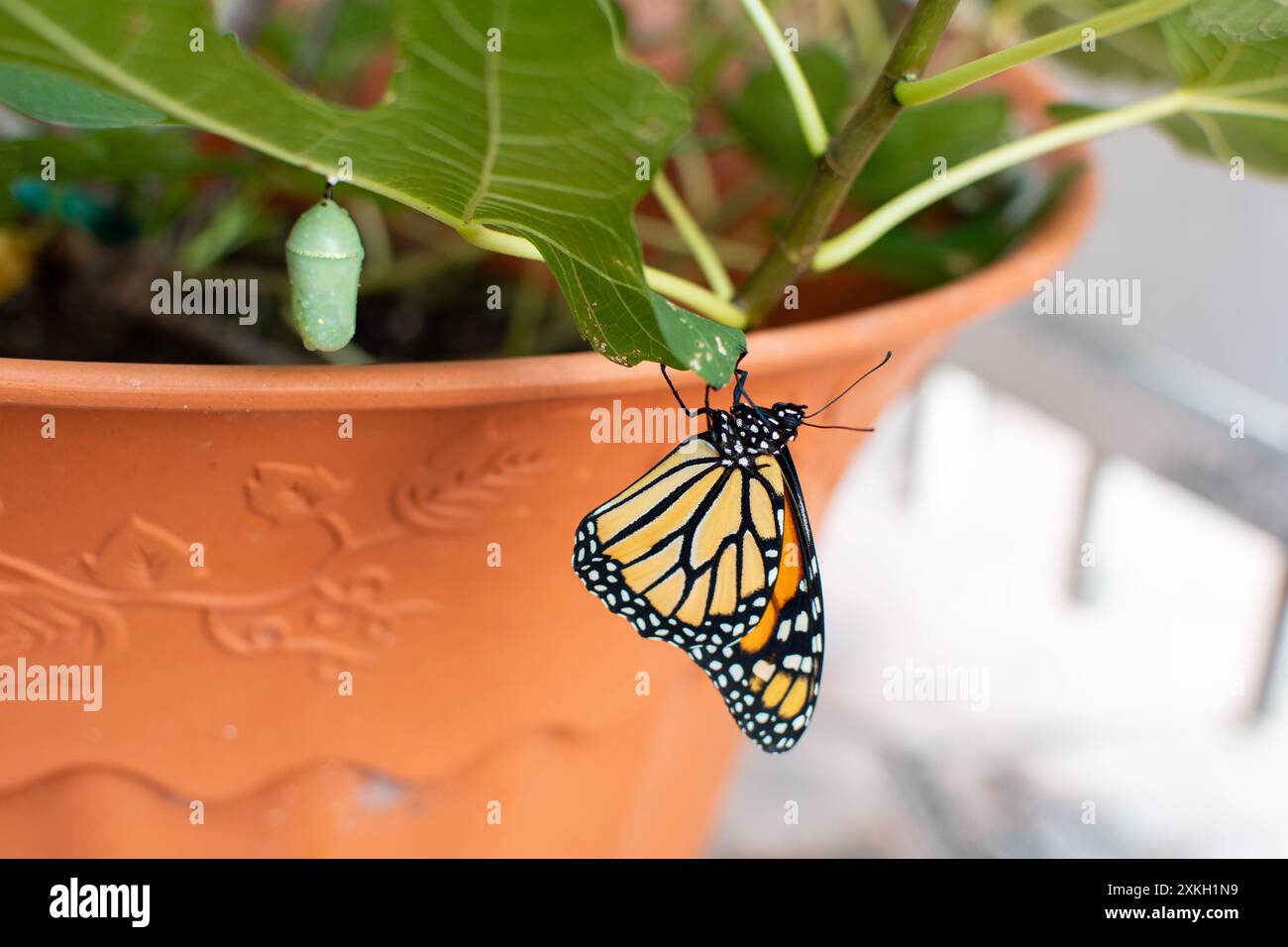 La farfalla monarca emerge dalla sua crisalide. Nome scientifico Danaus plexippus, ordine Lepidoptera, famiglia Nymphalidae, Regno Animalia, Phylum Foto Stock
