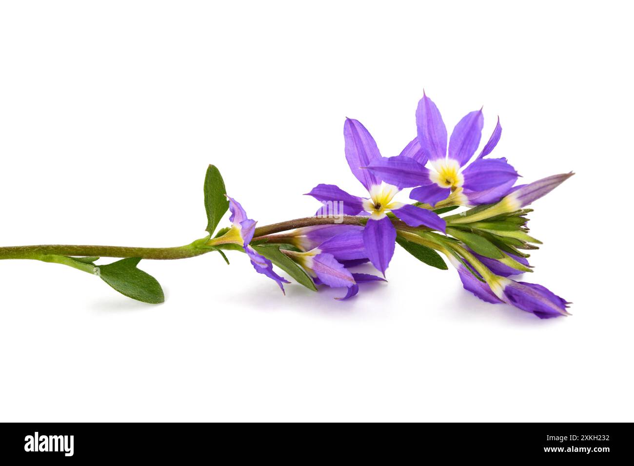 Scaevola aemula, fiori di fata isolati su bianco Foto Stock