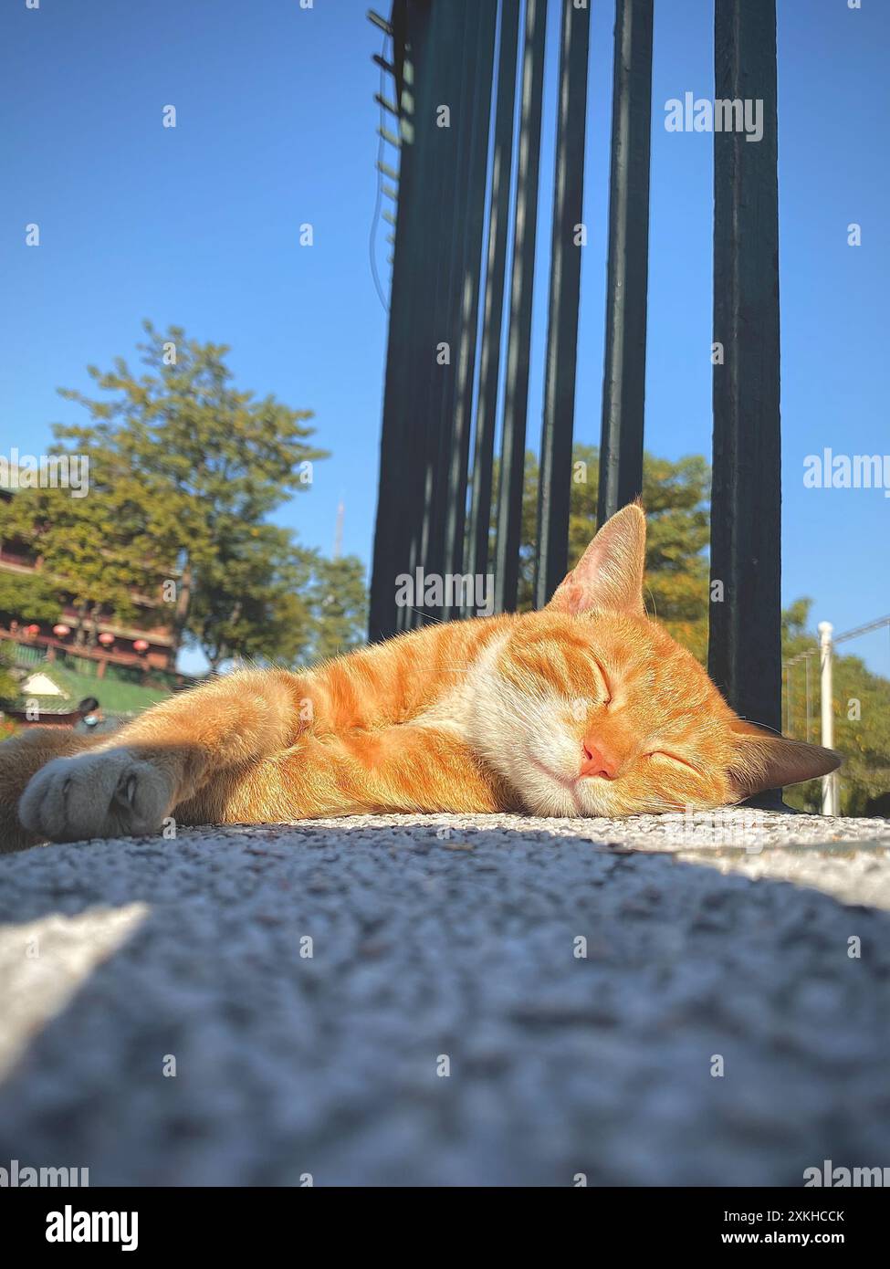 Gatto dormiente nel parco Foto Stock