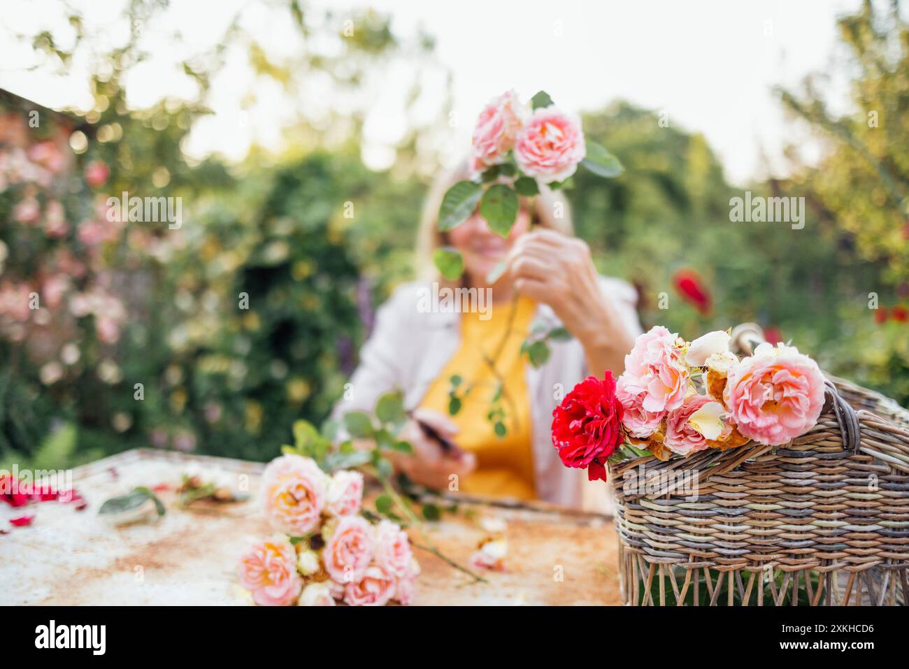 Primo piano di splendide rose in un cestino di vimini. Una donna di mezza età potando i fiori e facendo un bouquet. Un pensionato felice si occupa della pianta Foto Stock