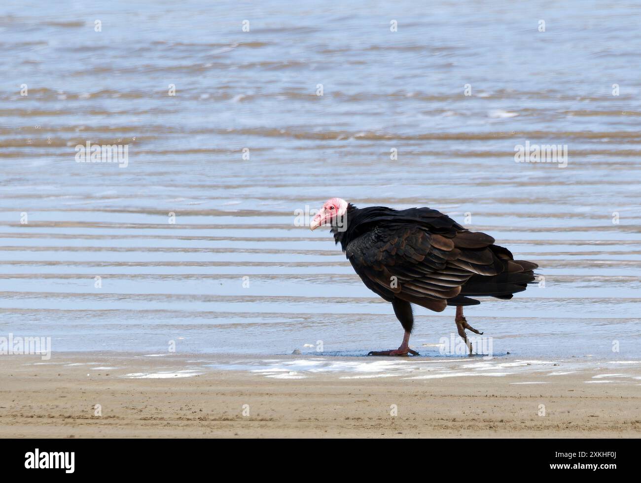 Turchino avvoltoio, Truthahngeier, Urubu à tête rouge, Cathartes aura, pulykakeselyű, Puerto López, provincia di Manabí, Ecuador, Sud America Foto Stock