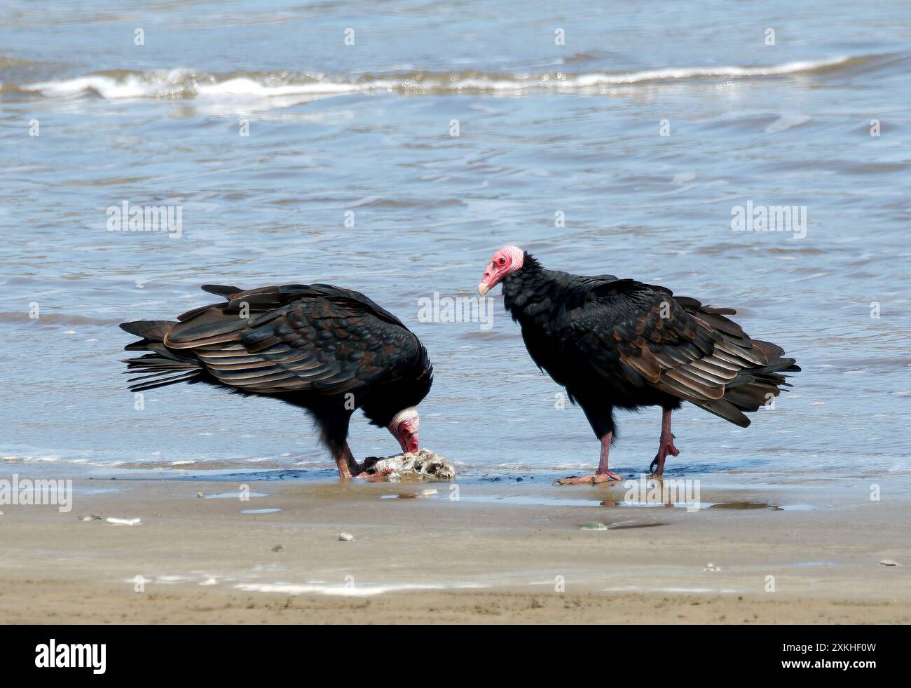 Turchino avvoltoio, Truthahngeier, Urubu à tête rouge, Cathartes aura, pulykakeselyű, Puerto López, provincia di Manabí, Ecuador, Sud America Foto Stock