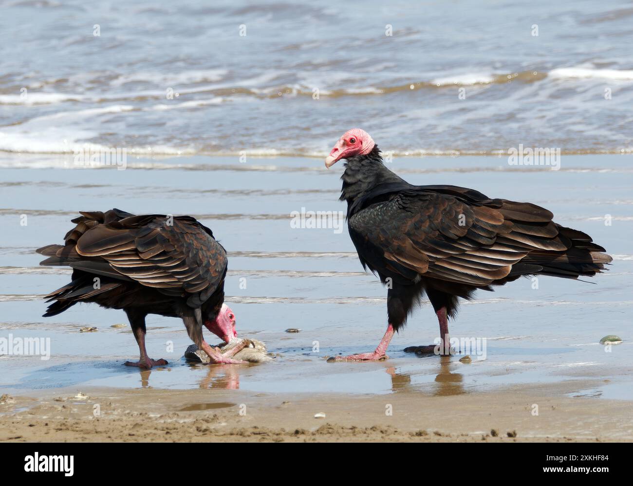 Turchino avvoltoio, Truthahngeier, Urubu à tête rouge, Cathartes aura, pulykakeselyű, Puerto López, provincia di Manabí, Ecuador, Sud America Foto Stock