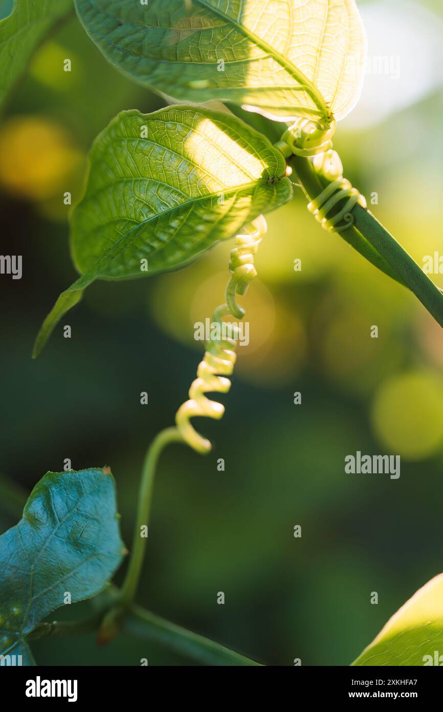Chiudere la foglia verde con la vite che ne cresce. La vite è arricciata e attorcigliata Foto Stock