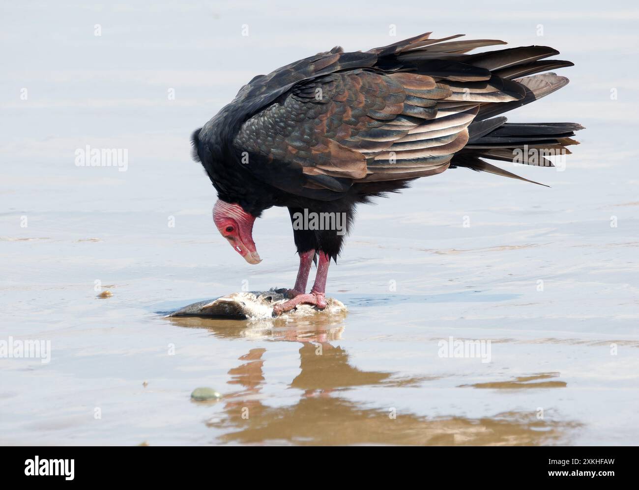 Turchino avvoltoio, Truthahngeier, Urubu à tête rouge, Cathartes aura, pulykakeselyű, Puerto López, provincia di Manabí, Ecuador, Sud America Foto Stock