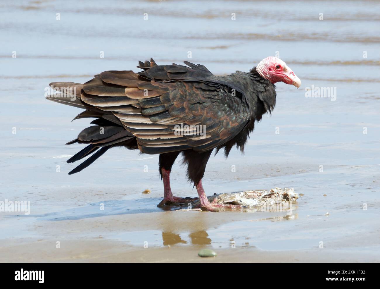 Turchino avvoltoio, Truthahngeier, Urubu à tête rouge, Cathartes aura, pulykakeselyű, Puerto López, provincia di Manabí, Ecuador, Sud America Foto Stock