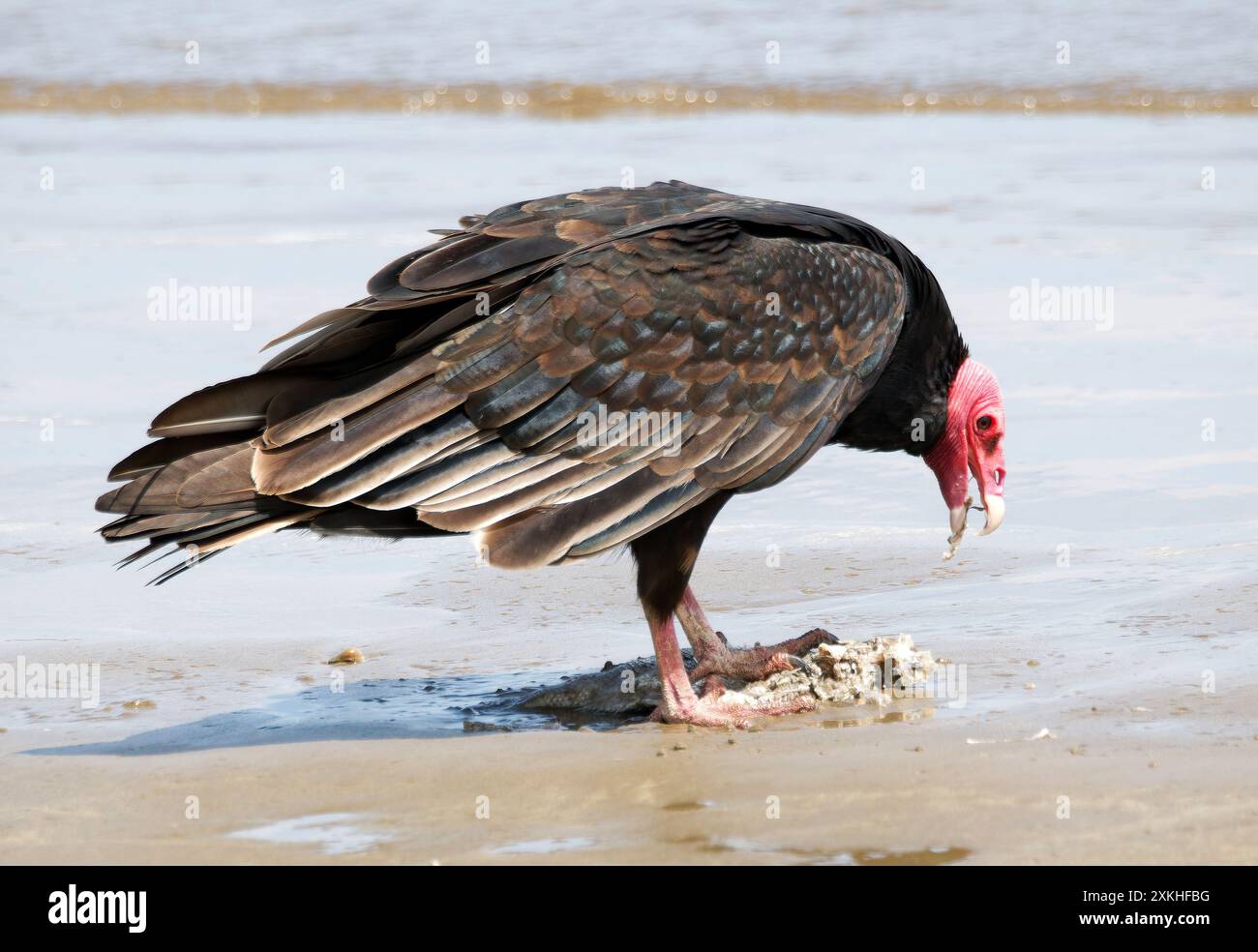 Turchino avvoltoio, Truthahngeier, Urubu à tête rouge, Cathartes aura, pulykakeselyű, Puerto López, provincia di Manabí, Ecuador, Sud America Foto Stock