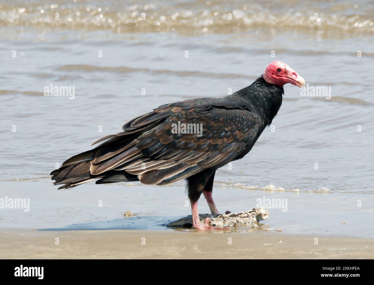 Turchino avvoltoio, Truthahngeier, Urubu à tête rouge, Cathartes aura, pulykakeselyű, Puerto López, provincia di Manabí, Ecuador, Sud America Foto Stock