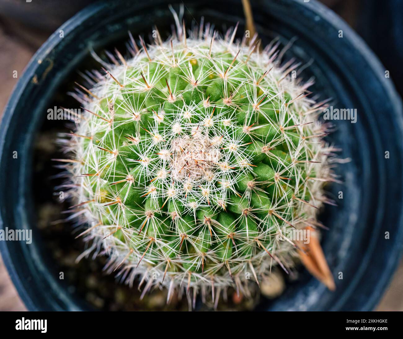 Vista dall'alto dell'abbondanza piccoli cactus con tronco verde e punte rotonde che crescono in vaso Foto Stock