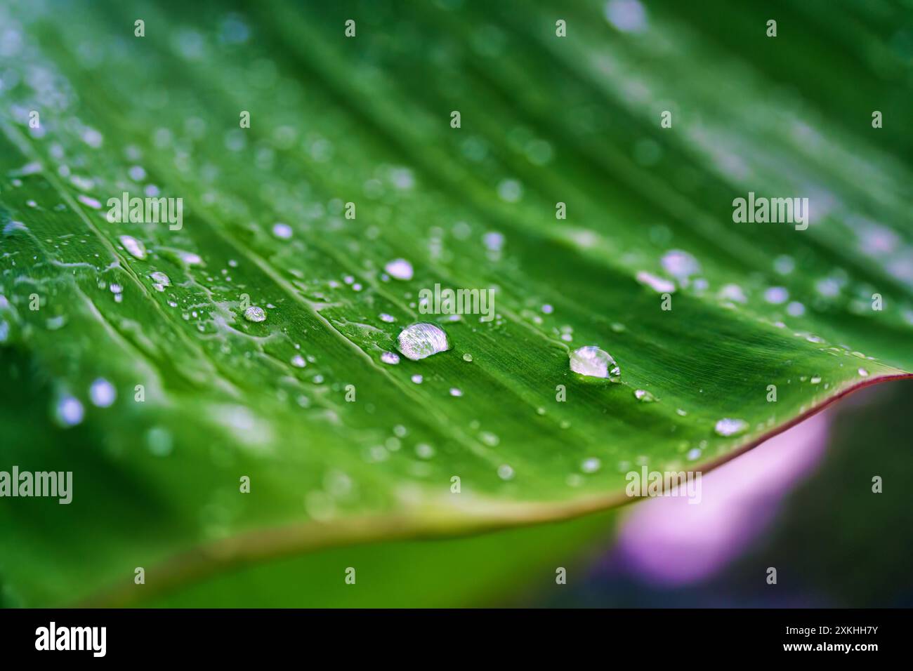 Gocce d'acqua su foglie verdi di piante tropicali nel giardino Foto Stock