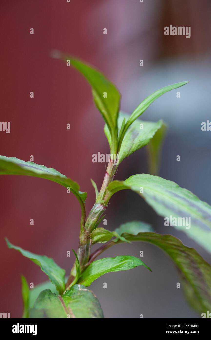 Primo piano del coriandolo vietnamita (Persicaria odorata) Foto Stock