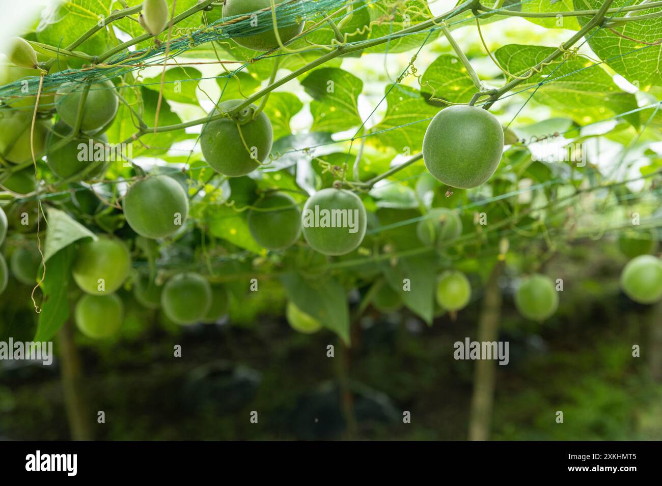 Luo han guo Fields nel Guangxi Cina. Foto Stock