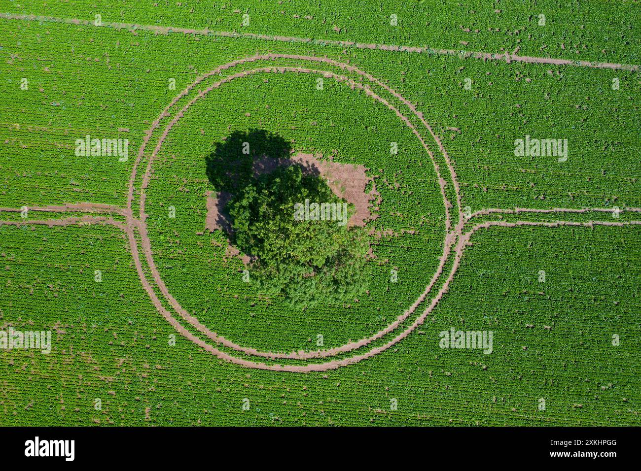 Vista aerea su quercia comune solitaria / quercia peduncolata / albero di quercia inglese (Quercus robur) in terreni agricoli / campi con tracce circolari del trattore Foto Stock