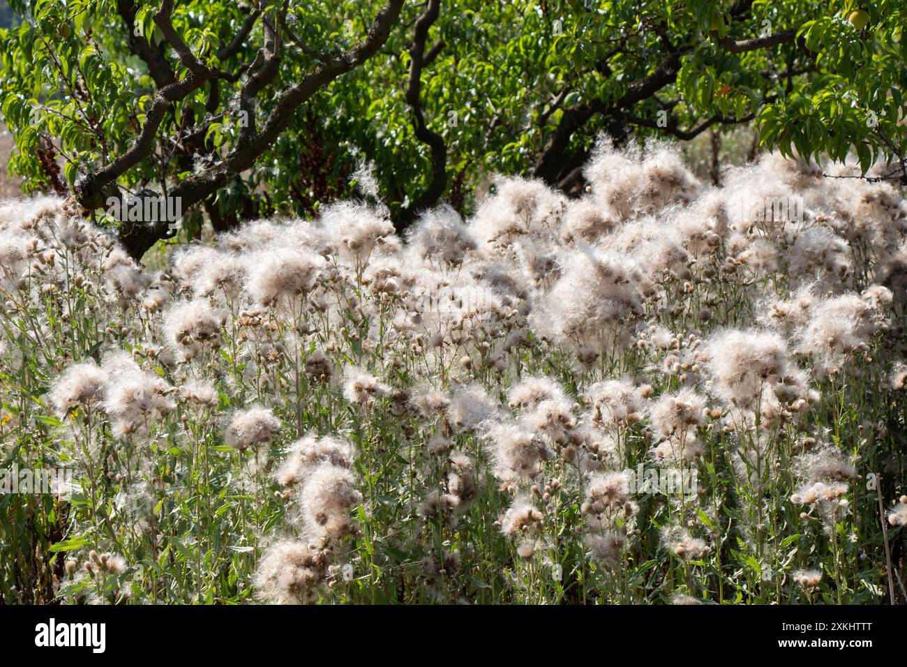 Thorny Thistle fiori con capelli in campo Foto Stock