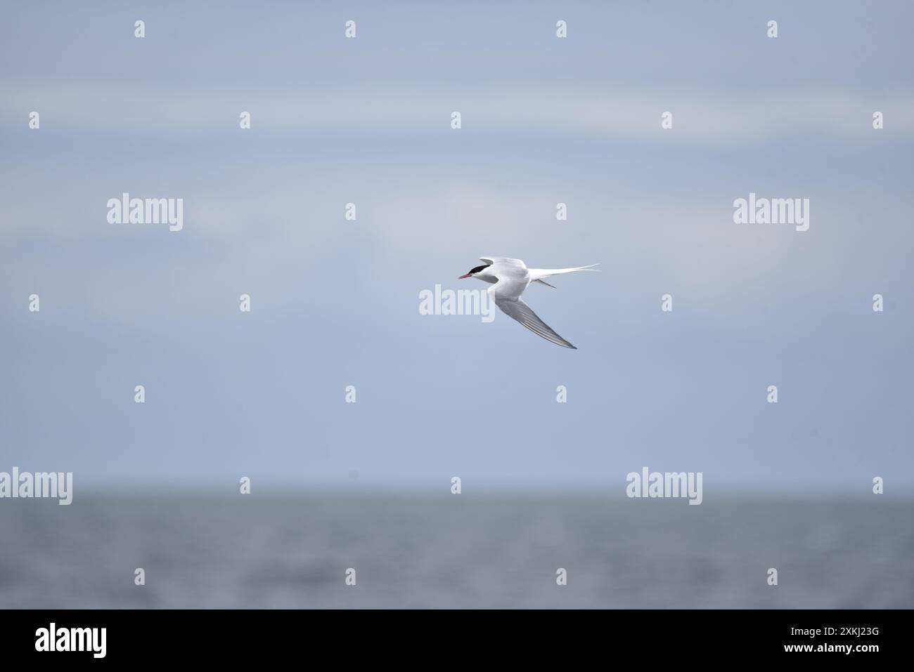 Arctic Tern (Sterna paradisaea) Right of Image, Flying to Left over Blue Sea, Arrowlike, in a Sunny Day on the Isle of Man, UK in May Foto Stock