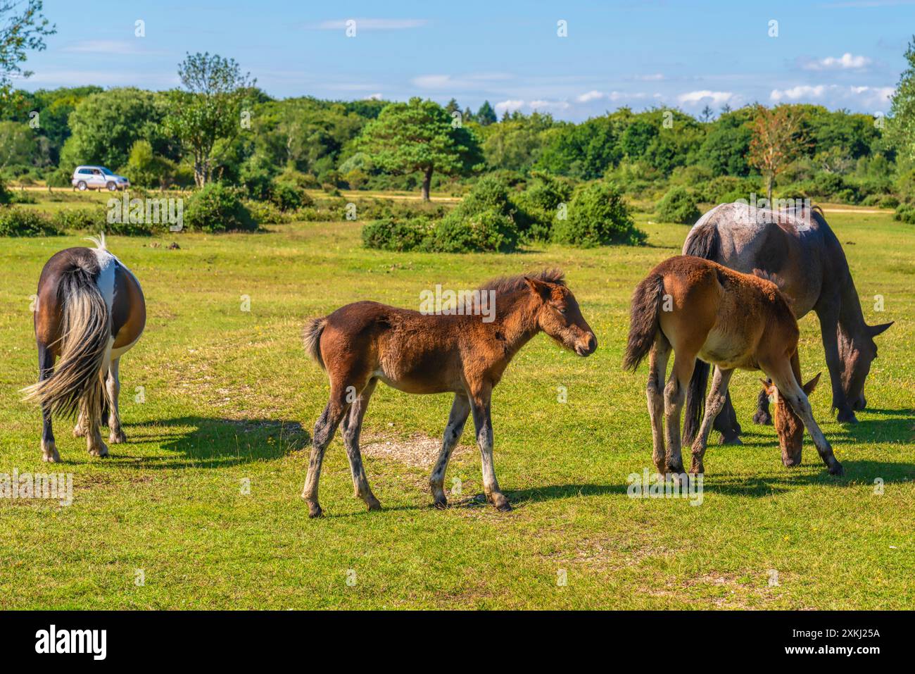 Pony selvaggio di Foal e gruppo di pony il New Forest National Park Hampshire Inghilterra Regno Unito Foto Stock