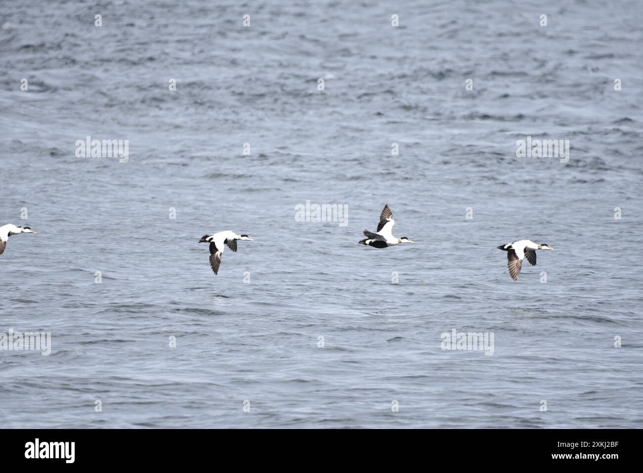 Quattro adulti maschi comuni Eiders (Somateria mollissima) che volano su un mare blu calmo, da sinistra a destra, Wings Down e One Wings Up, ripresi nel Regno Unito Foto Stock