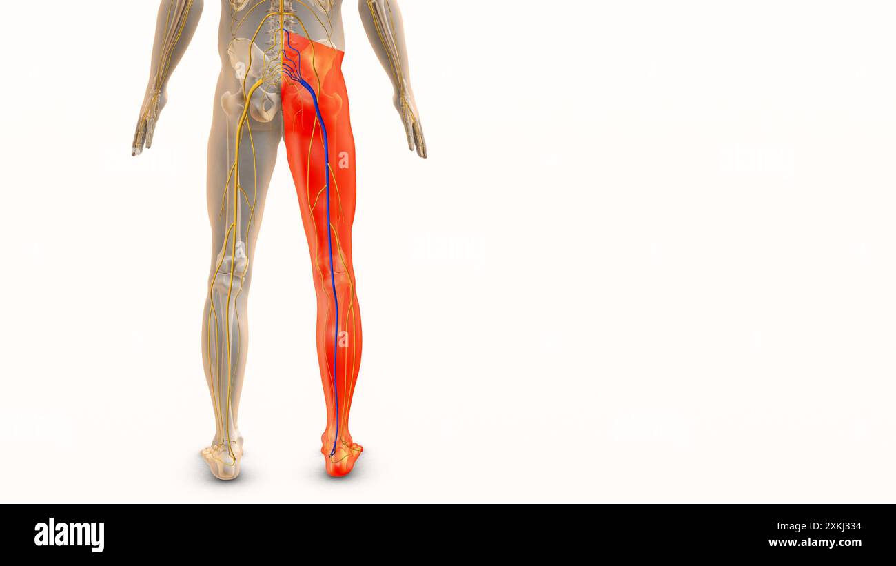 Concetto medico per il disagio del nervo sciatico Foto Stock