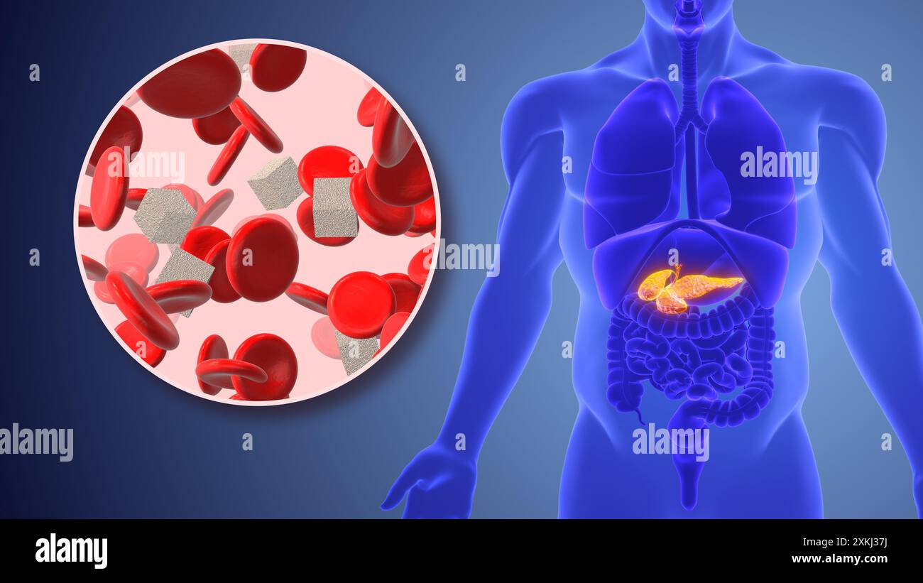 regolazione pancreatica dell'omeostasi del glucosio Foto Stock