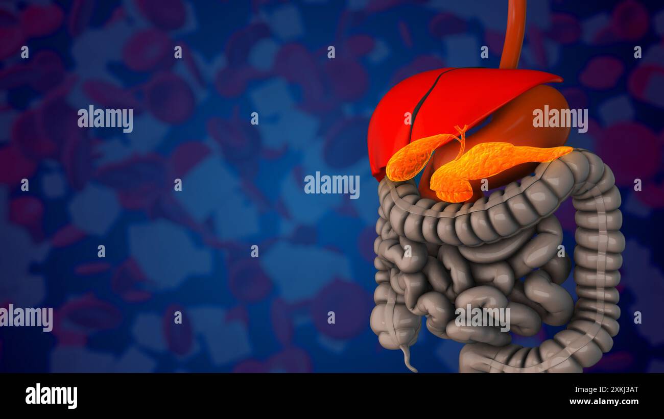 Il pancreas controlla l'omeostasi del glucosio Foto Stock