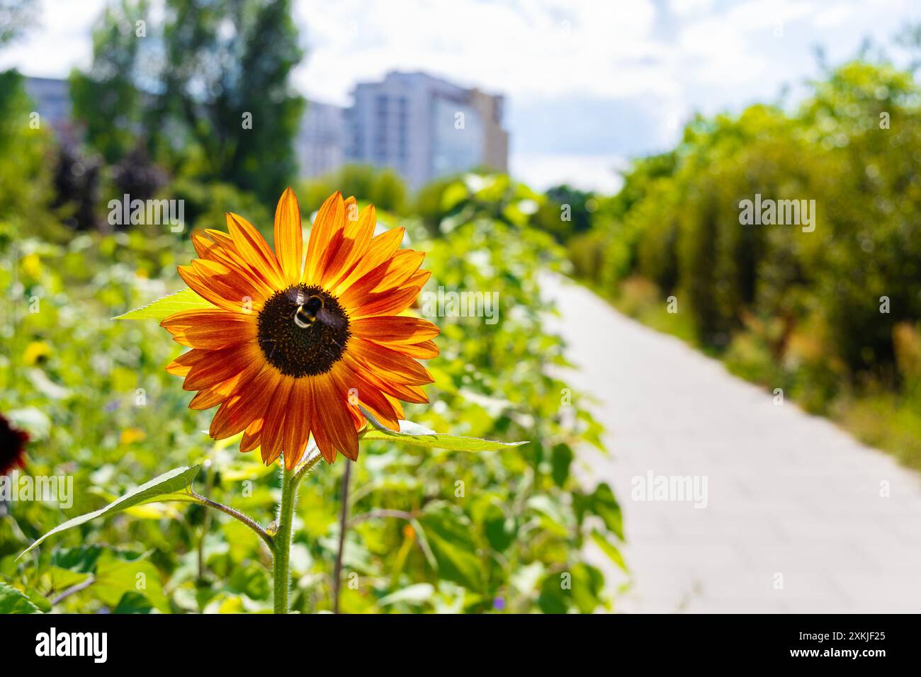 Bumble bee che impollina un girasole su un prato di girasole e fiori selvatici piantato da un sentiero pedonale in una città (Park Pięciu Sióstr, Varsavia, Polonia) Foto Stock