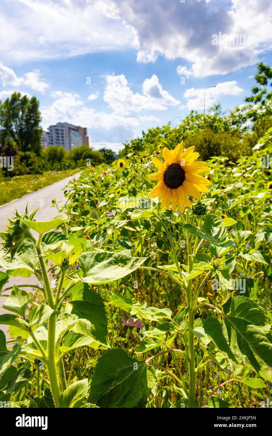 Prato di girasole e fiori selvatici piantato da un percorso pedonale e ciclabile in una città (Park Pięciu Sióstr, Varsavia, Polonia) Foto Stock