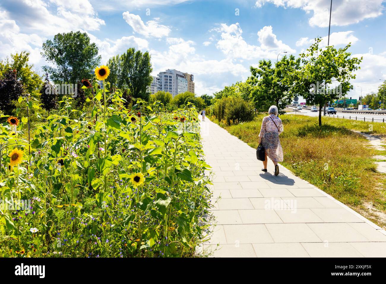 Prato di girasole e fiori selvatici piantato da un percorso pedonale e ciclabile in una città (Park Pięciu Sióstr, Varsavia, Polonia) Foto Stock