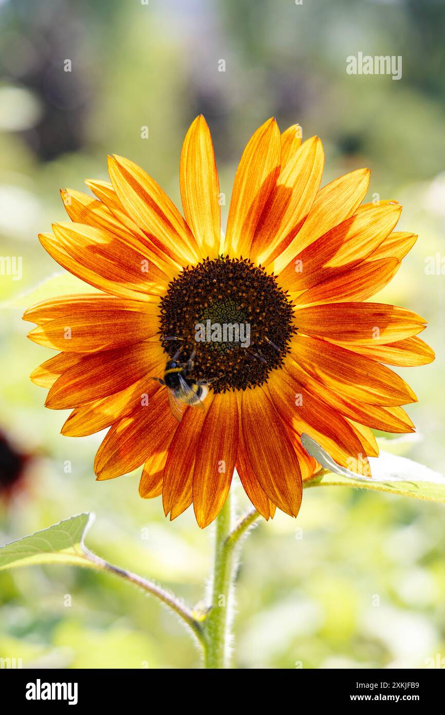 Bumble bee che impollina un girasole su un prato di girasole e fiori selvatici in una città (Park Pięciu Sióstr, Varsavia, Polonia) Foto Stock
