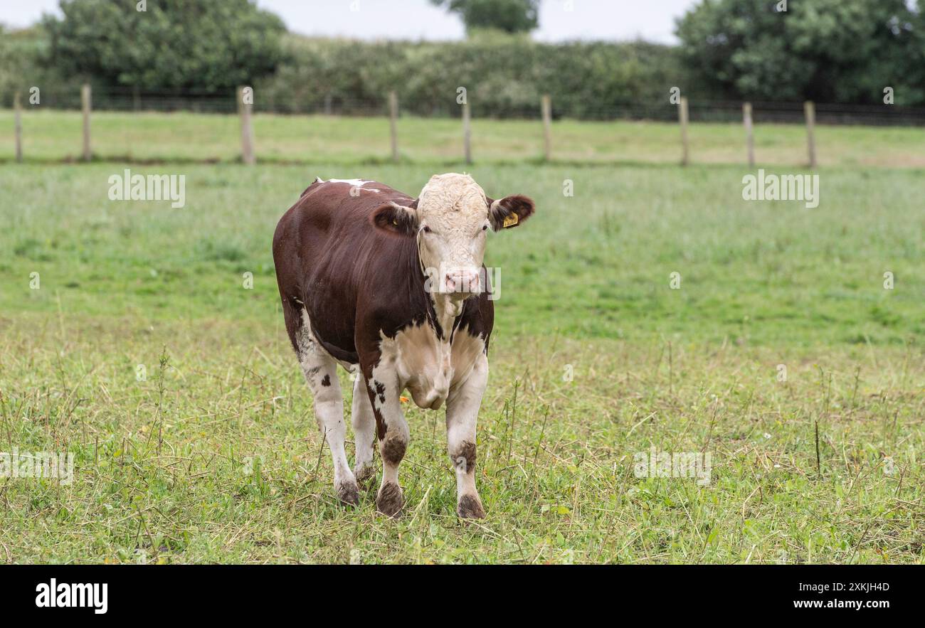 Polpaccio di Hereford Foto Stock