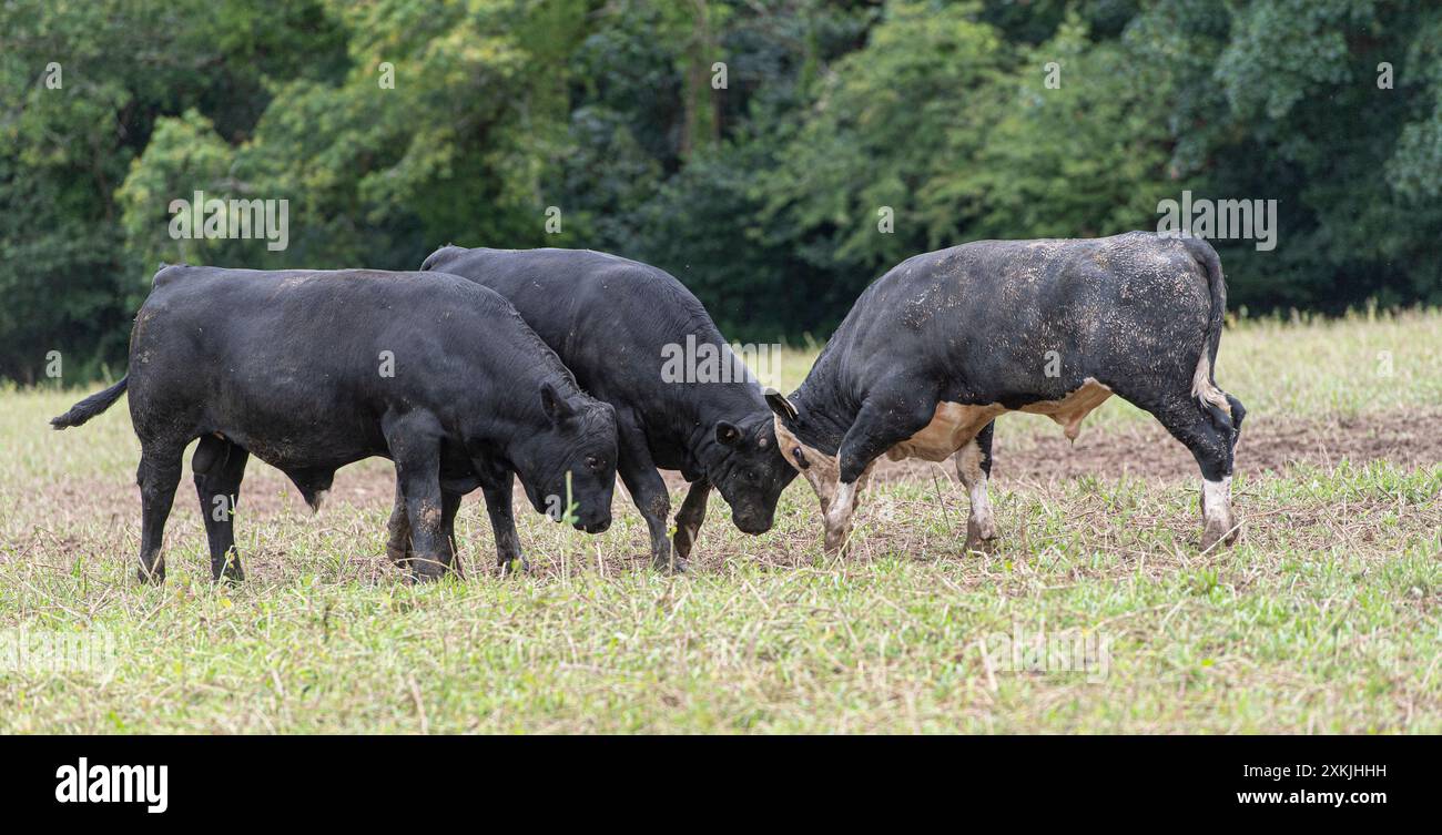 tori che combattono in un campo Foto Stock