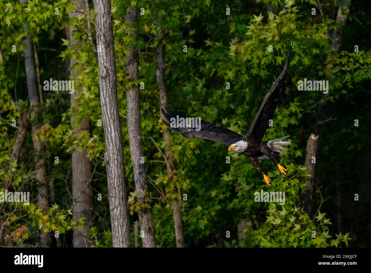 Maestosa Aquila calva sul lago Kerr, North Carolina Foto Stock