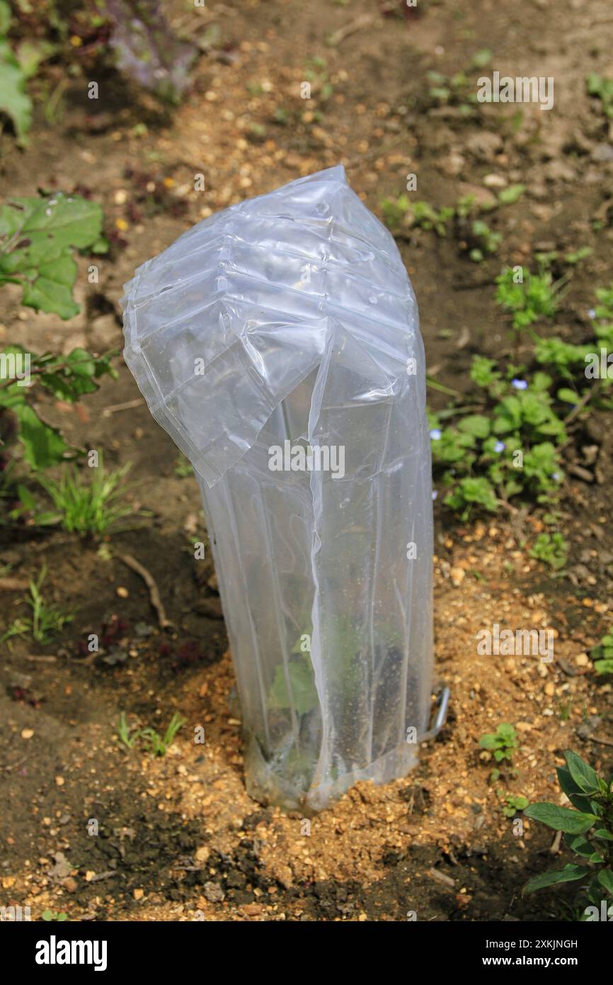 L'imballaggio di plastica utilizzato in precedenza per avvolgere la bottiglia di vino viene ora riutilizzato come protettore di piante su un'assegnazione britannica Foto Stock