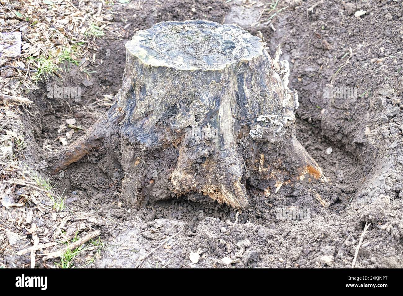 Vecchio ceppo di alberi in fase di estrazione dal suolo Foto Stock
