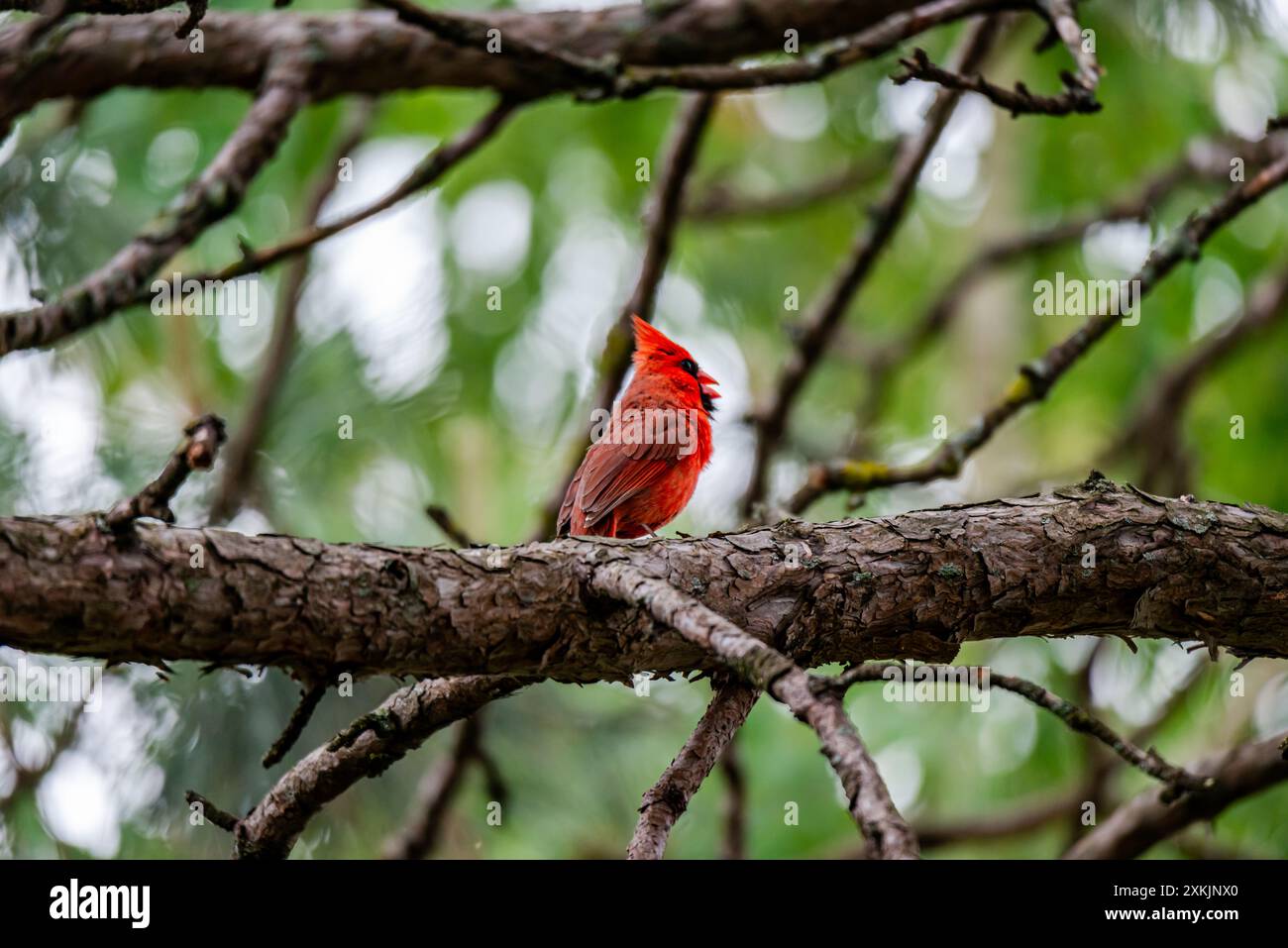 Il cardinale settentrionale (Cardinalis cardinalis), noto colloquialmente come cardinale comune, cardinale rosso o solo cardinale Foto Stock