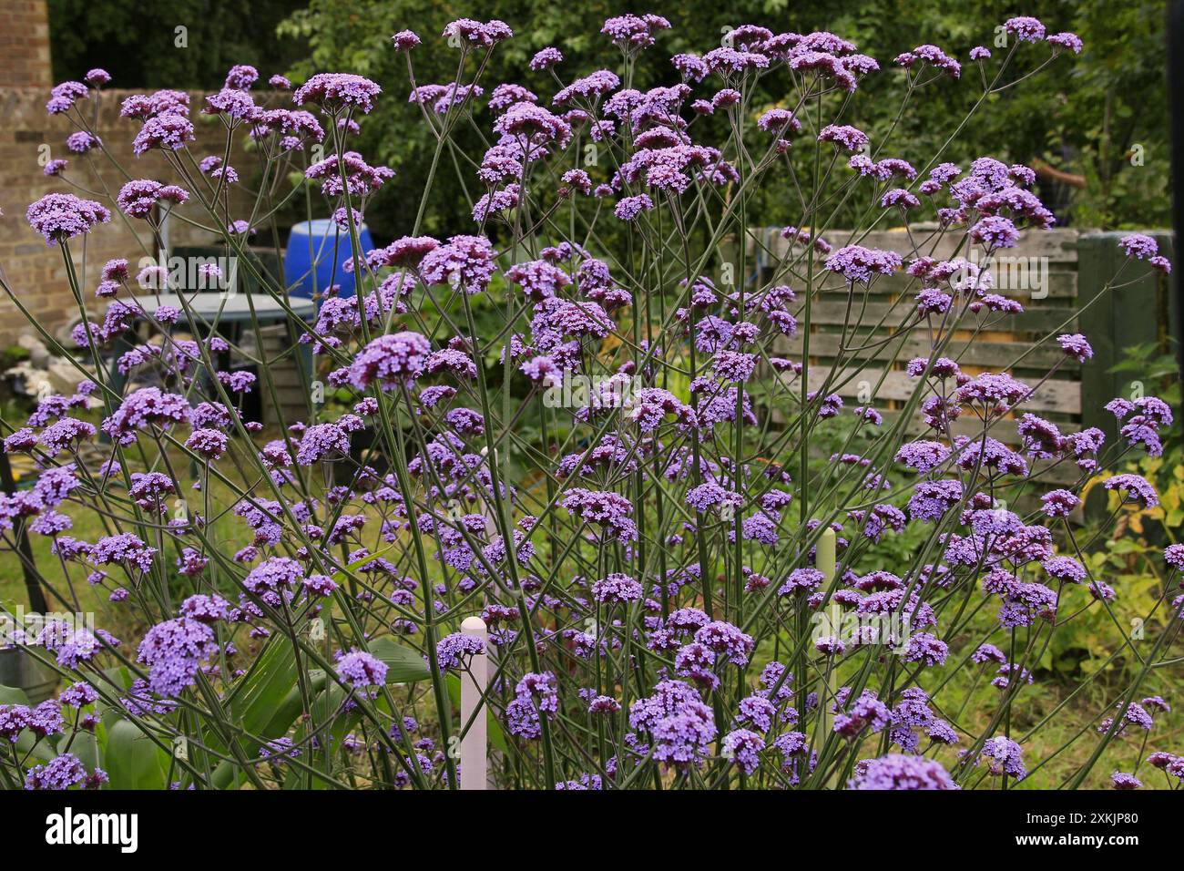 Massa di Verbena bonariensis in fiore in estate nel Regno Unito Foto Stock